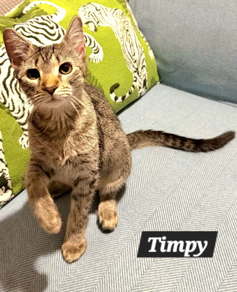 Timpy thumbnail 2