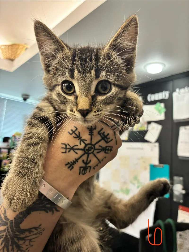 A baby medium-sized male Tabby (Buff / Tan / Fawn) Domestic Short Hair cat named Elliott for adoption in Caro, MI
