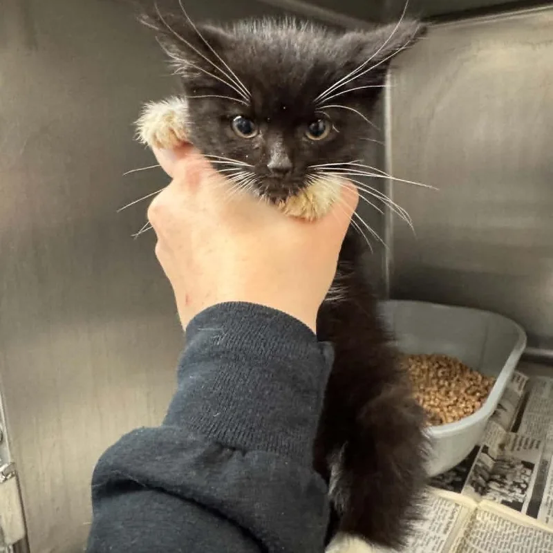 A baby small-sized male Black Domestic Short Hair cat named Fievel for adoption in Shinnston, WV