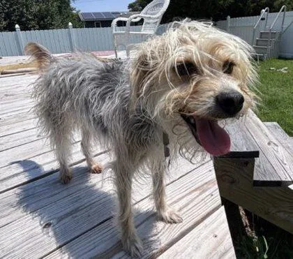 An adult small-sized female Maltese dog named Dream for adoption in West Chester, PA