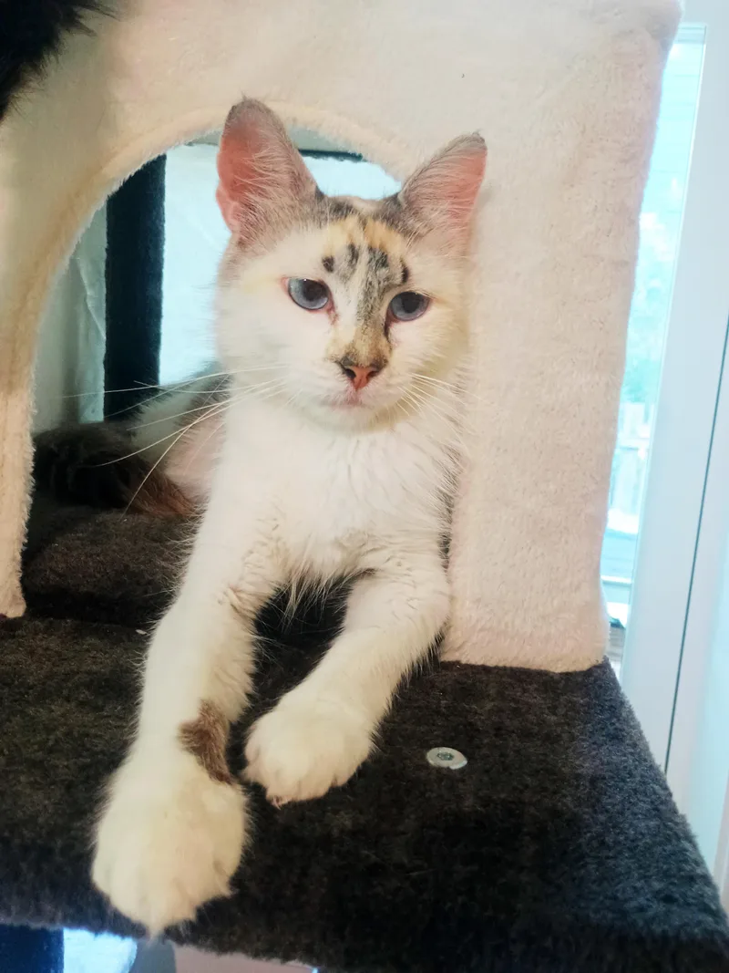 A young medium-sized female White Domestic Medium Hair cat named Carmela Lucia for adoption in Apex, NC