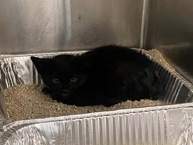 A baby small-sized female Domestic Short Hair cat named Pebbles for adoption in Tustin, CA