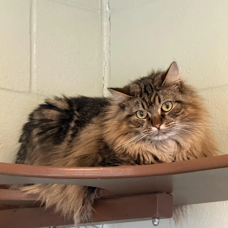 An adult large-sized female Domestic Long Hair cat named Calypso for adoption in Brownsville, VT