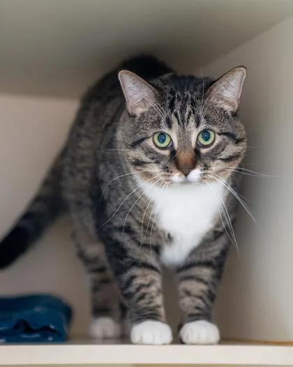 An adult medium-sized male Domestic Short Hair cat named Tater for adoption in Pequot Lakes, MN