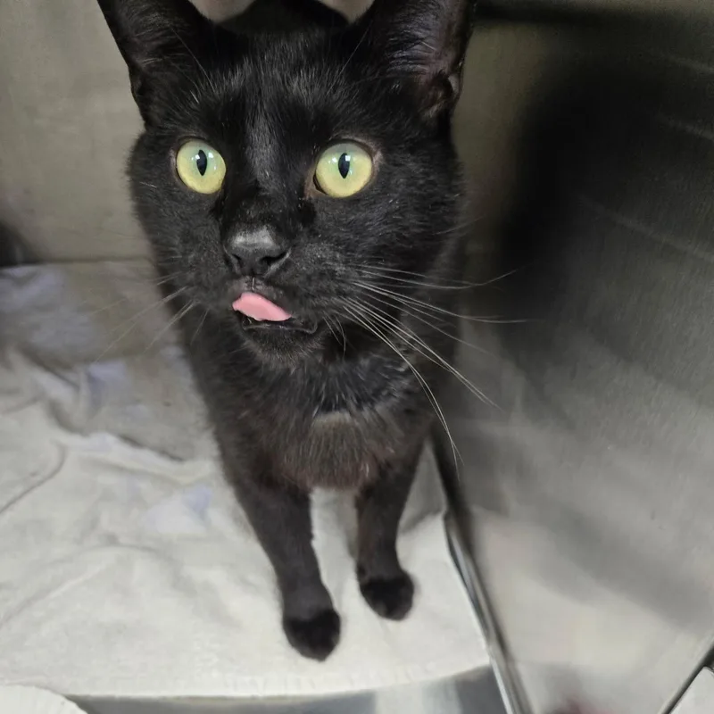An adult large-sized male Black Domestic Short Hair cat named Tigers Woods for adoption in SNOW HILL, NC
