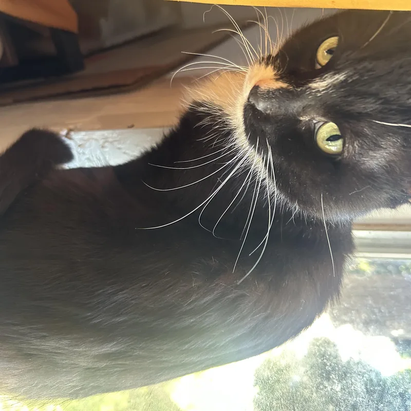 A young medium-sized male Black & White / Tuxedo Tuxedo cat named Bashful  Not! for adoption in Manhattan Beach, CA