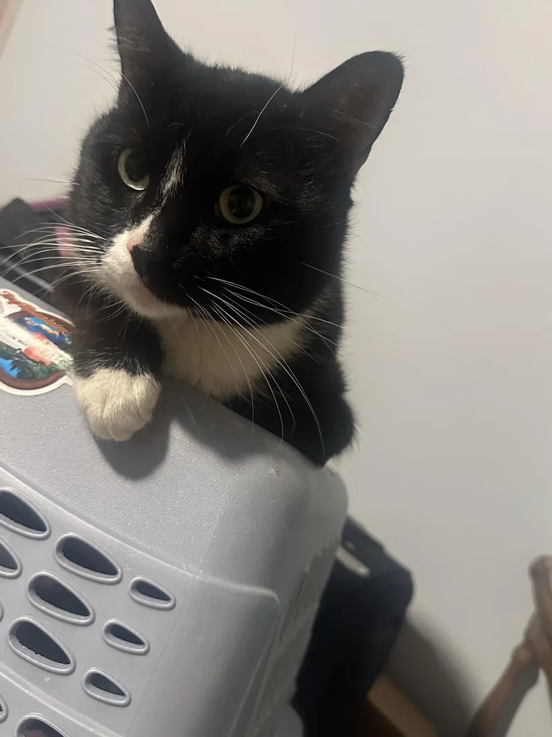 Bashful  Not! thumbnail 2