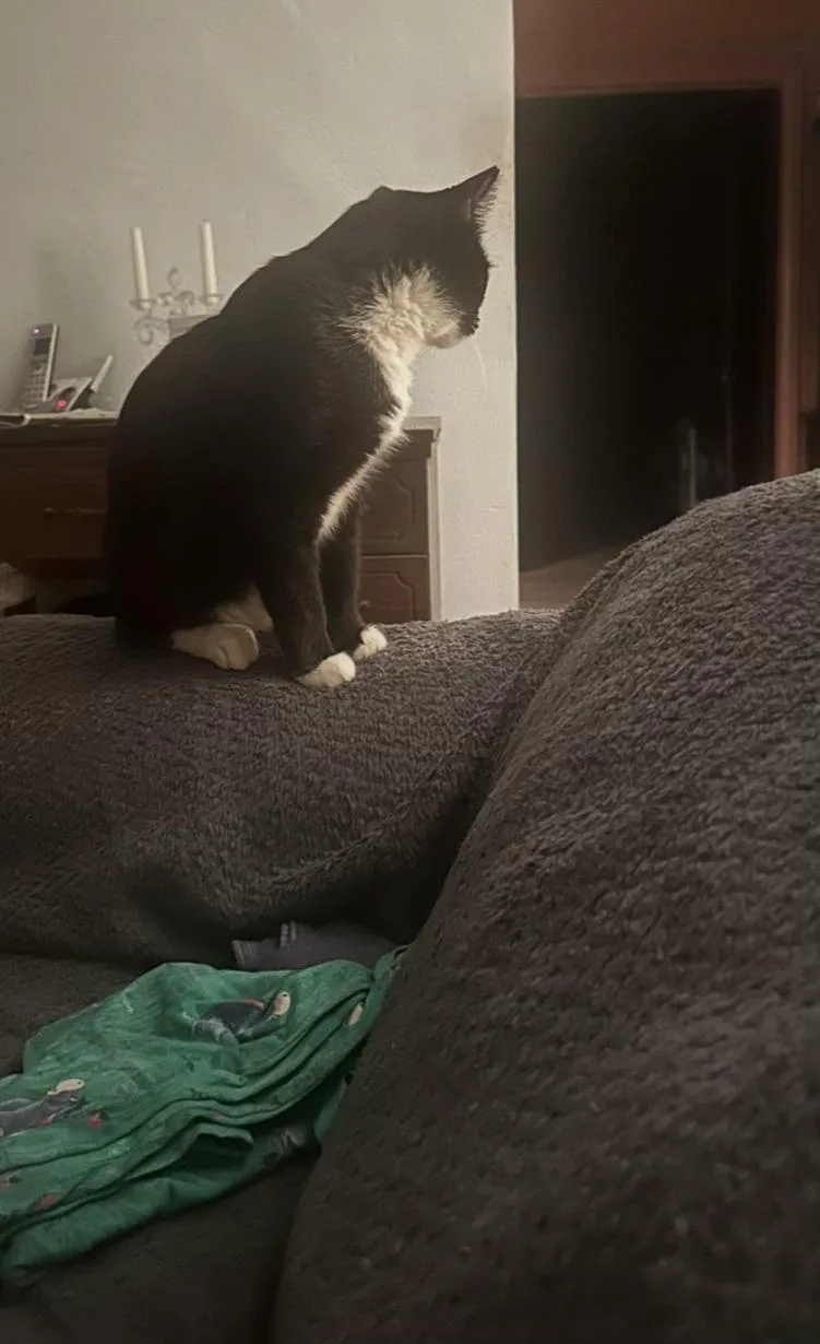 Bashful  Not! thumbnail 3