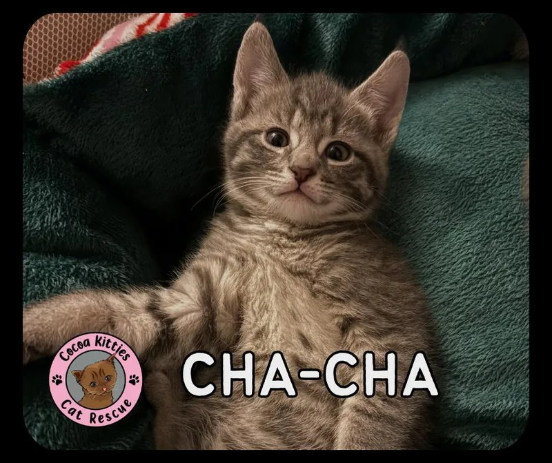 A baby small-sized female Domestic Short Hair cat named Chacha for adoption in Hershey, PA