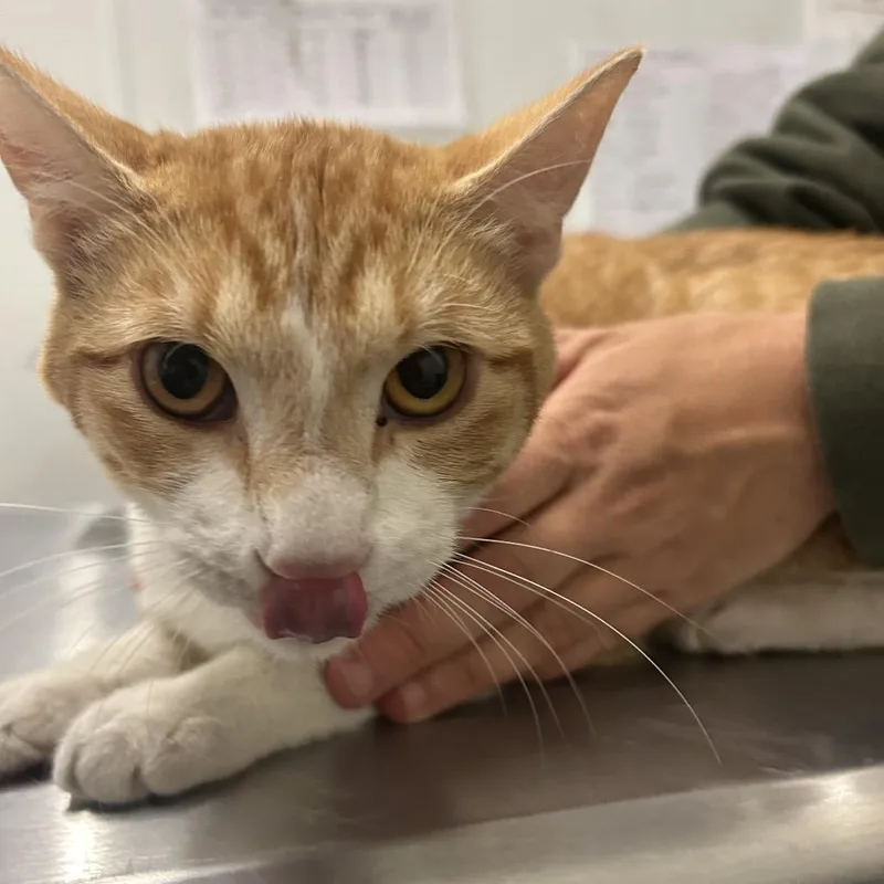 A young medium-sized male Orange / Red Domestic Short Hair cat named Toast for adoption in Park City, UT