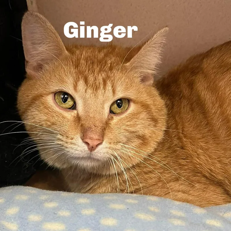Ginger