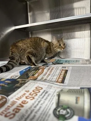 A young medium-sized female Domestic Short Hair cat named Calypso for adoption in Shreveport, LA