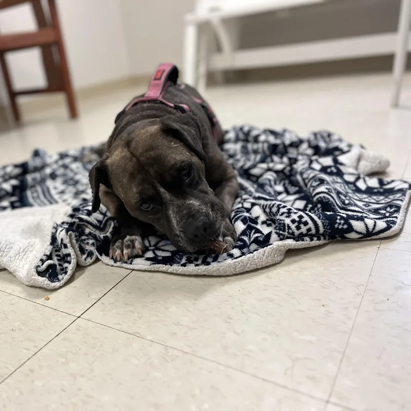 Marjorie thumbnail 5