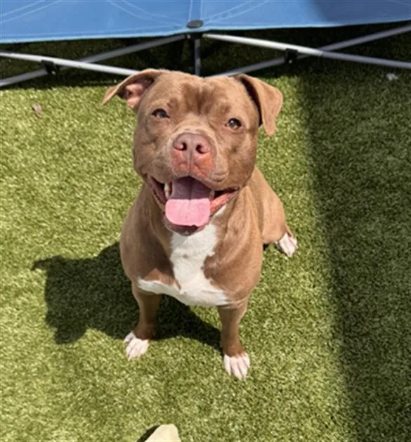 A young medium-sized female Pit Bull Terrier dog named Bellamy for adoption in Toledo, OH