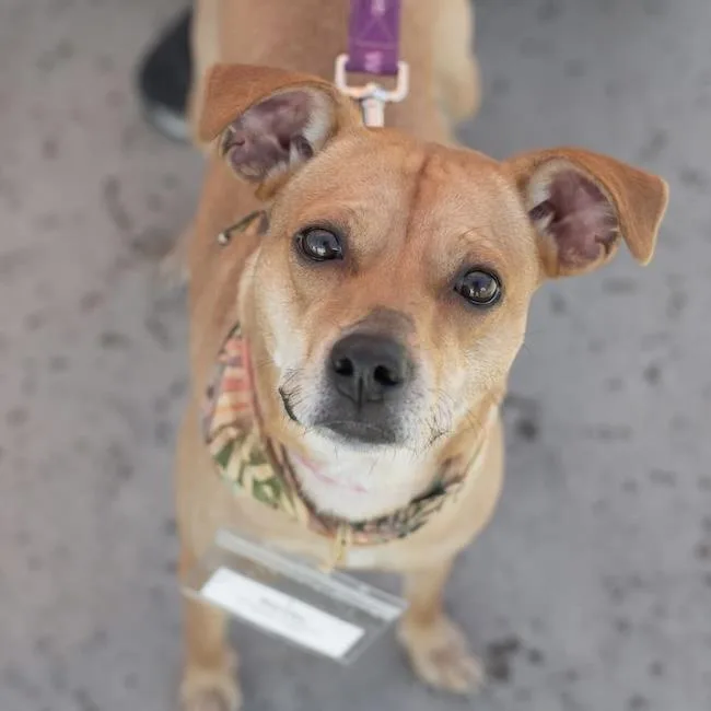 An adult small-sized female Terrier dog named Royal for adoption in San Diego, CA