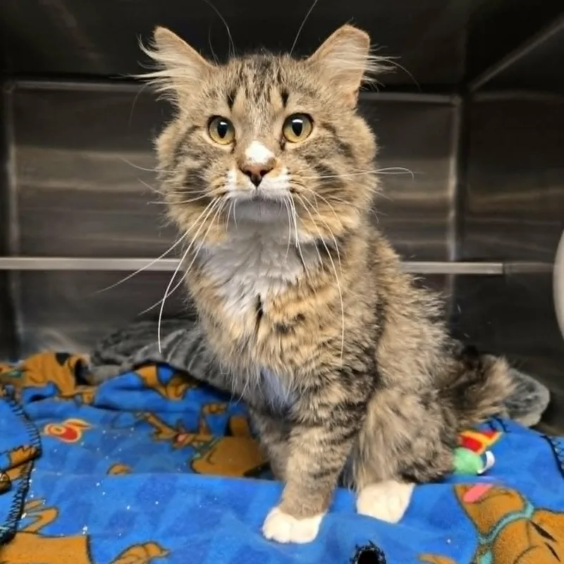 A young medium-sized male Tabby (Brown / Chocolate) Domestic Medium Hair cat named Sabertooth for adoption in Watertown, WI