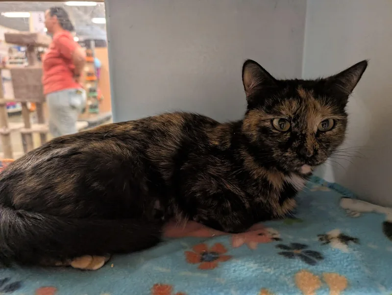 A young large-sized female Tortoiseshell cat named Winnie for adoption in HANSON, MA
