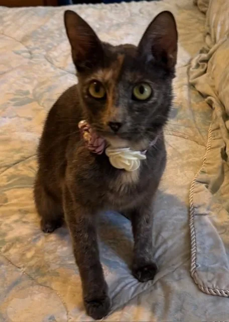 A young medium-sized female Tortoiseshell cat named Mama Ellie for adoption in Maitland, FL