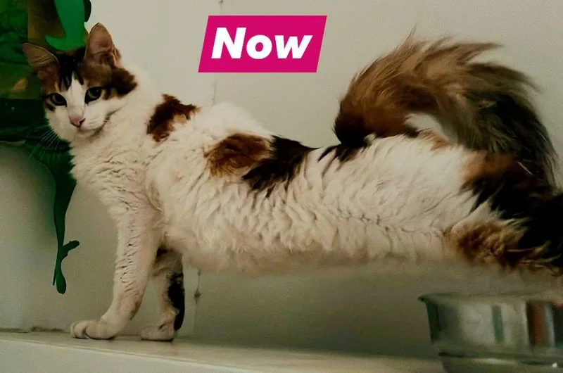 An adult medium-sized female Domestic Medium Hair cat named Daisy for adoption in Tampa, FL