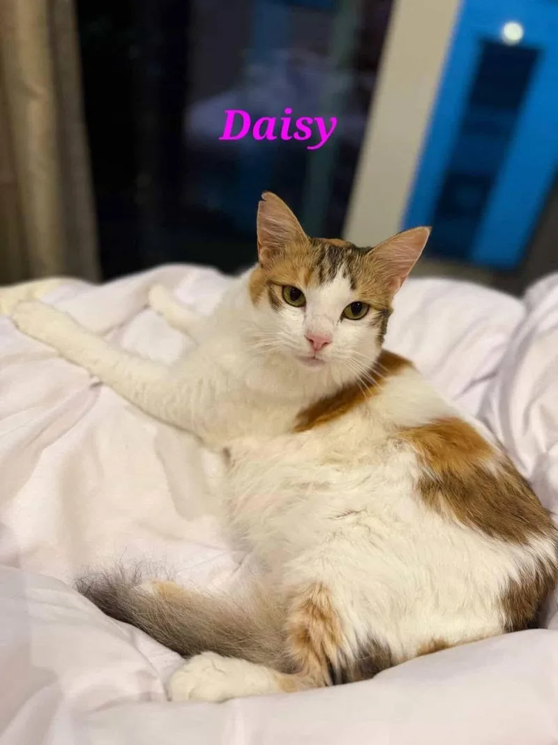Daisy thumbnail 3