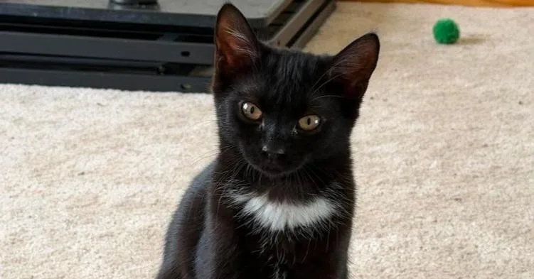 A baby small-sized female Black & White / Tuxedo Domestic Short Hair cat named Houdini for adoption in Milton, DE