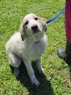 A baby large-sized female Great Pyrenees dog named Georgia for adoption in Lake Wylie, SC