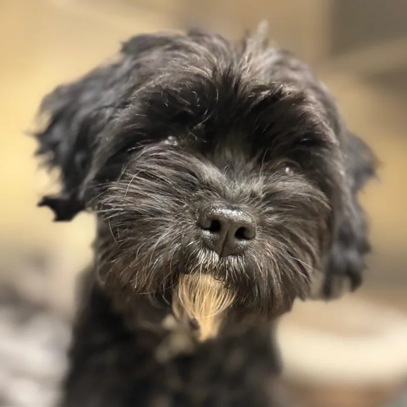 An adult small-sized female Black Shih Tzu dog named Ladyholiday for adoption in Birmingham, AL
