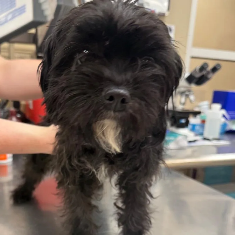 Ladyholiday thumbnail 2