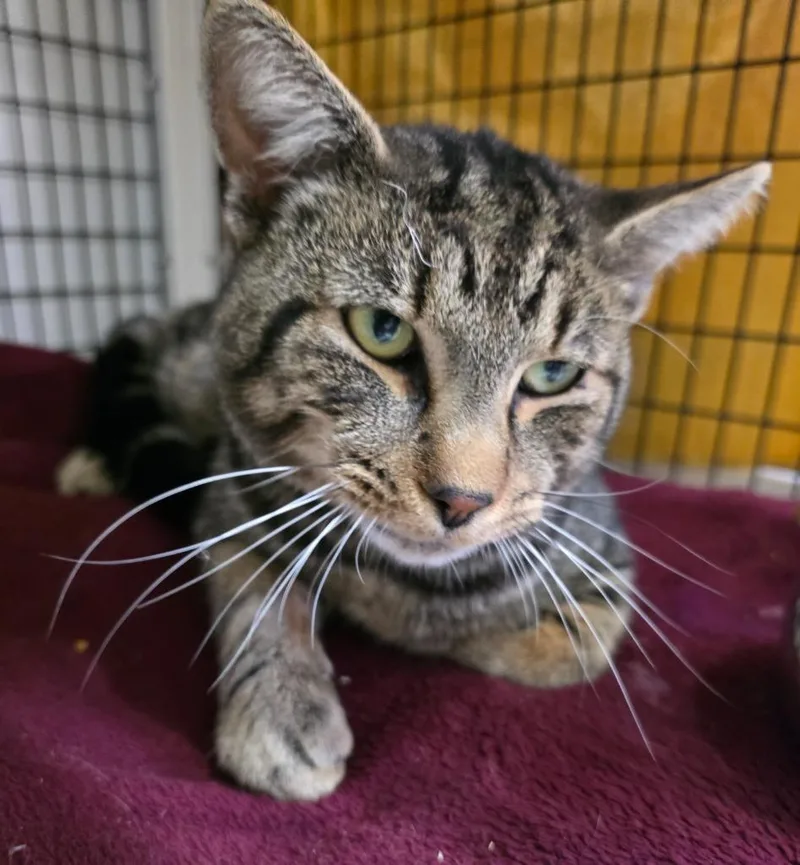 A young large-sized male Domestic Short Hair cat named Goblin for adoption in Ewing, NJ