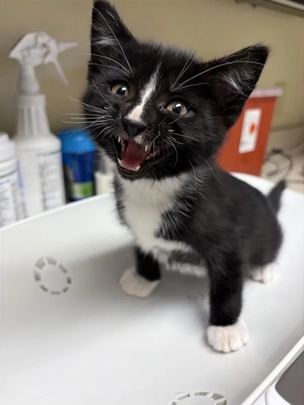 A baby small-sized male Domestic Short Hair cat named Plum for adoption in Great Falls, MT