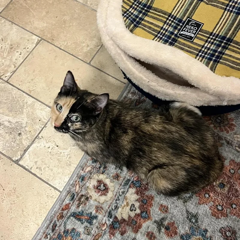 An adult medium-sized female Orange / Red Domestic Short Hair cat named Coraline for adoption in Austin, TX