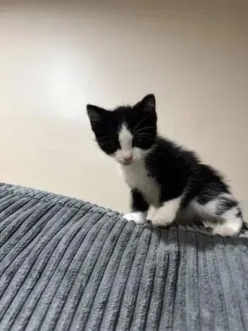 A baby small-sized male Domestic Short Hair cat named Sparrow for adoption in Grand Rapids, MI