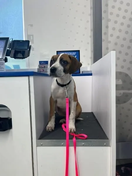 Precious thumbnail 4