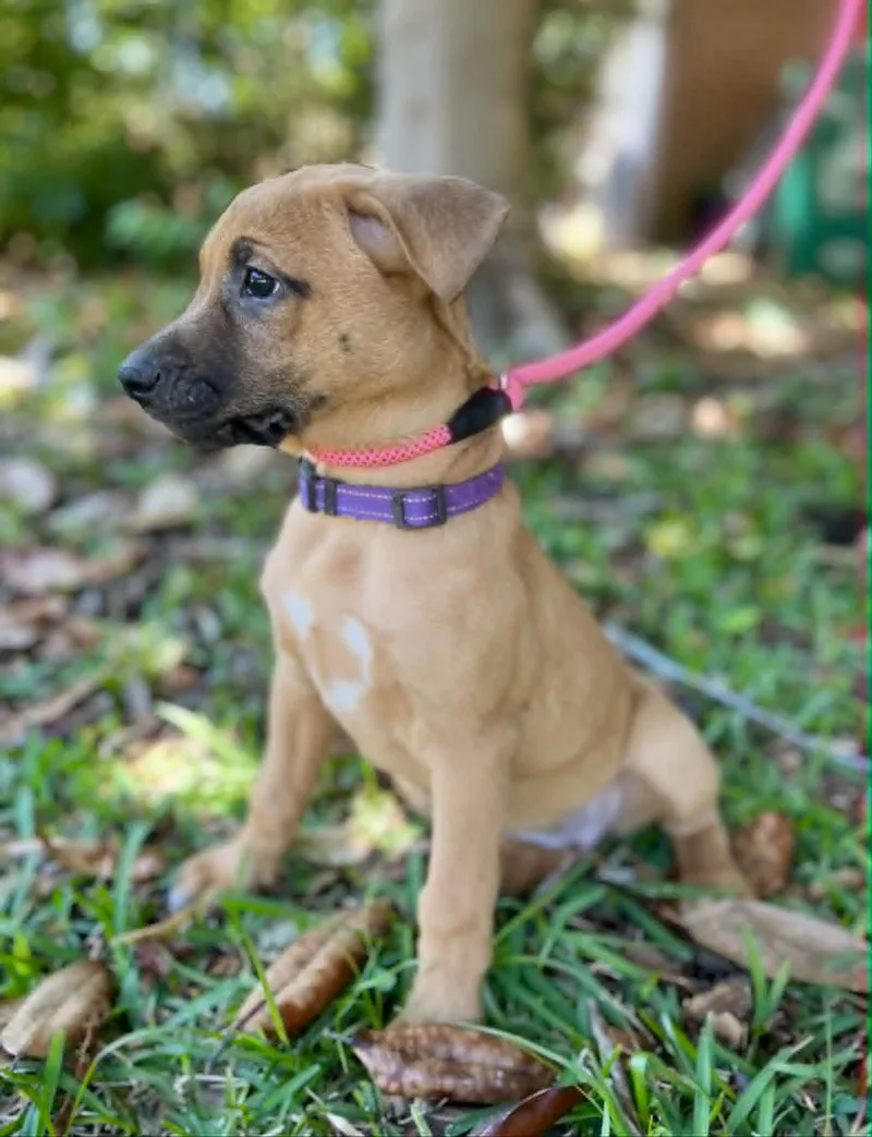A baby large-sized female Yellow / Tan / Blond / Fawn Belgian Shepherd / Malinois dog named Zoë for adoption in Gulfport, MS