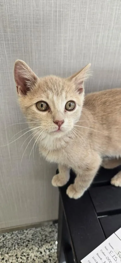 A baby small-sized female Domestic Short Hair cat named Granny Smith for adoption in Fergus Falls, MN