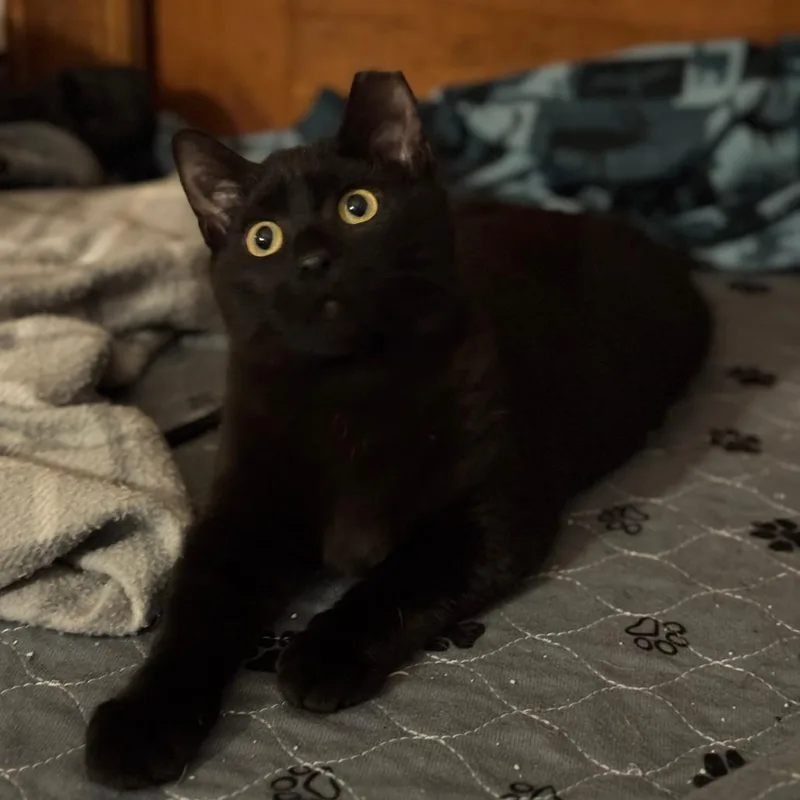 A young small-sized male Black Domestic Short Hair cat named Storm for adoption in Waukesha, WI