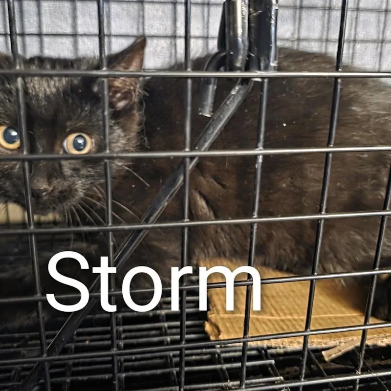 Storm thumbnail 2