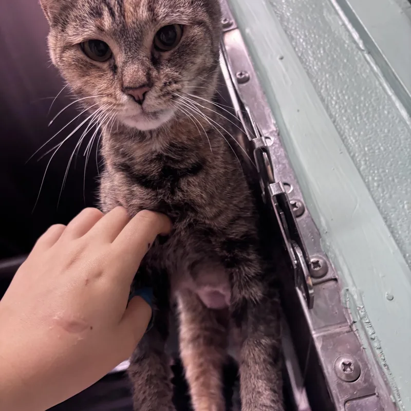 An adult medium-sized female Torbie Domestic Short Hair cat named Java for adoption in Marion, NC