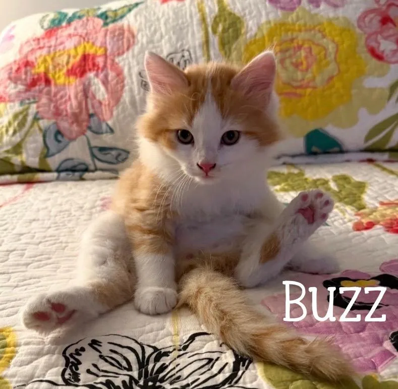 A baby medium-sized male Tabby (Orange / Red) Domestic Medium Hair cat named Buzz ...to purrfinity... and for adoption in Murfreesboro, TN