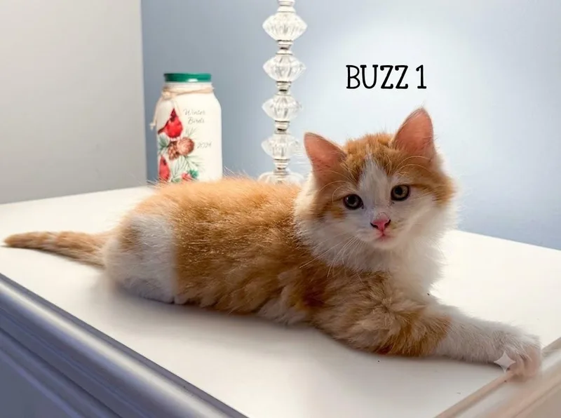 Buzz ...to purrfinity... and thumbnail 2