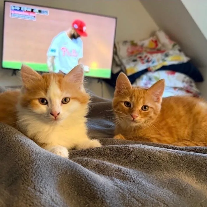 Buzz ...to purrfinity... and thumbnail 3