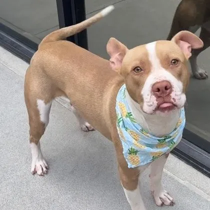 Rufus