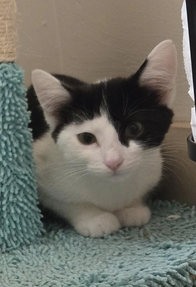 A baby small-sized female Black & White / Tuxedo Domestic Short Hair cat named Cookies & Cream for adoption in Chicago, IL