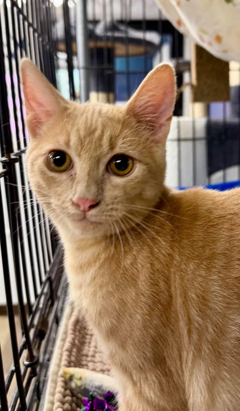 A young medium-sized male Tabby cat named Miller for adoption in Belton, MO