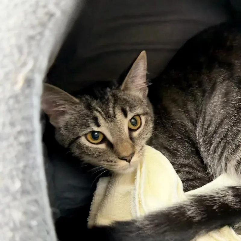 A baby medium-sized female Domestic Short Hair cat named Barbara for adoption in State College, PA