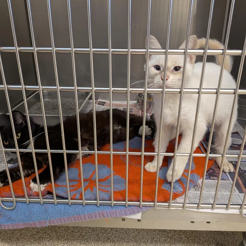 Spoonstab thumbnail 2