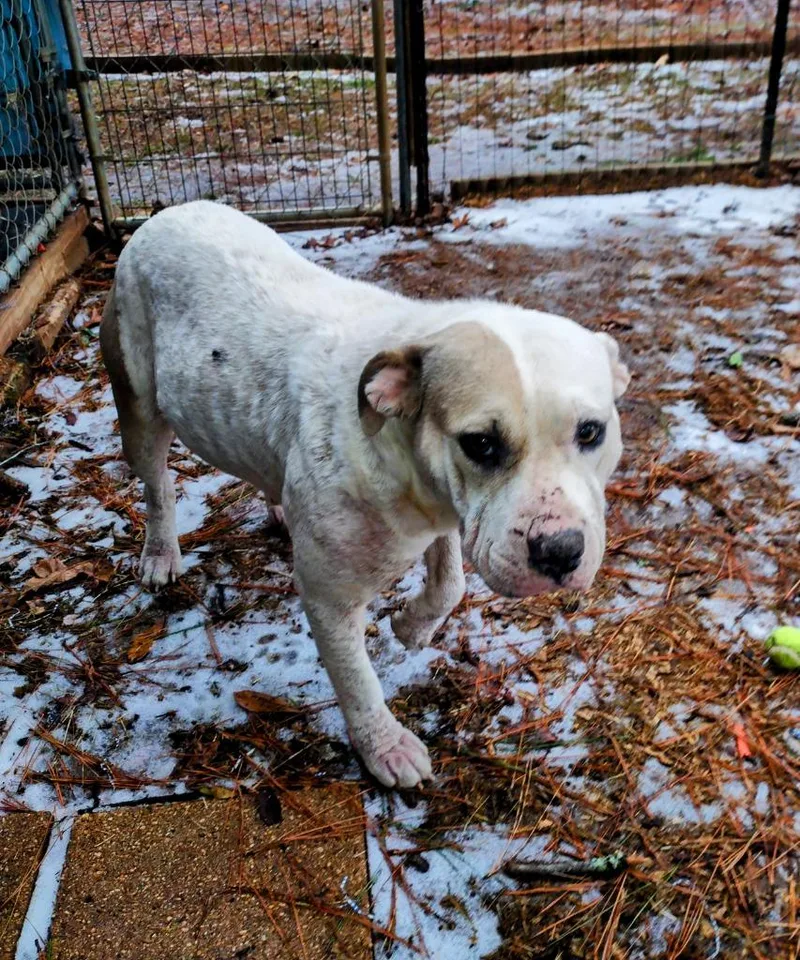 An adult large-sized female Pit Bull Terrier dog named Sea Star for adoption in Ruston, LA