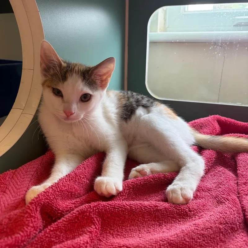 A baby small-sized female Calico Domestic Short Hair cat named Chip for adoption in Morrisville, VT