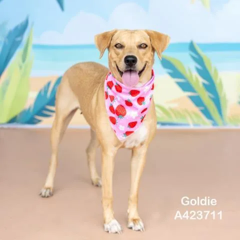 An adult medium-sized female Labrador Retriever dog named Goldie for adoption in Conroe, TX