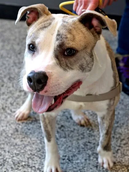 An adult medium-sized male Mixed Breed dog named Nino for adoption in West Chester, PA